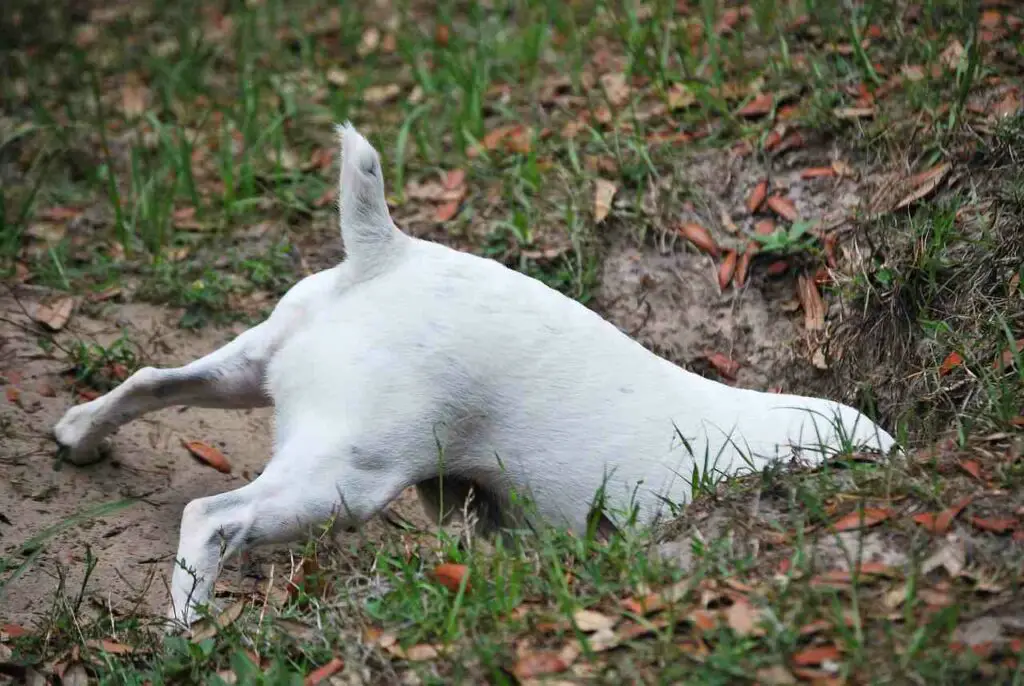 Dog Digging Holes All of a Sudden