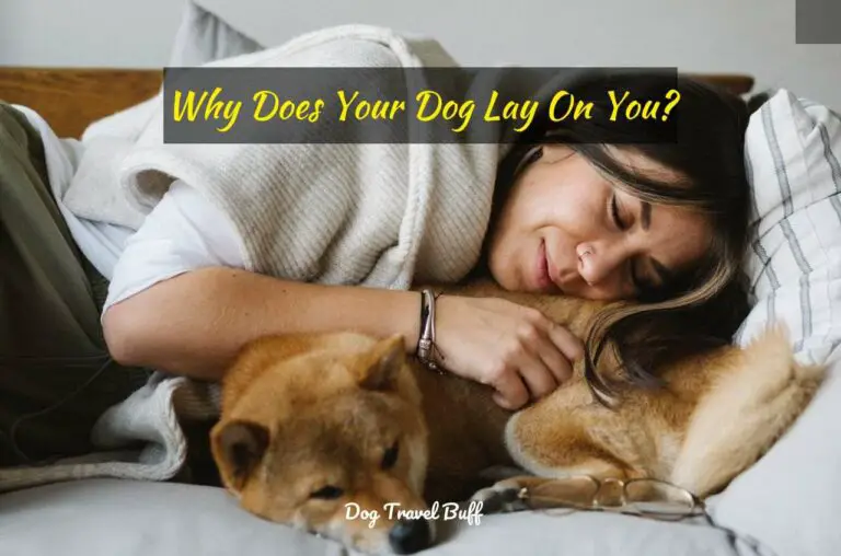 15 Reasons Why Does Your Dog Lay On You? Bonding or Behavior