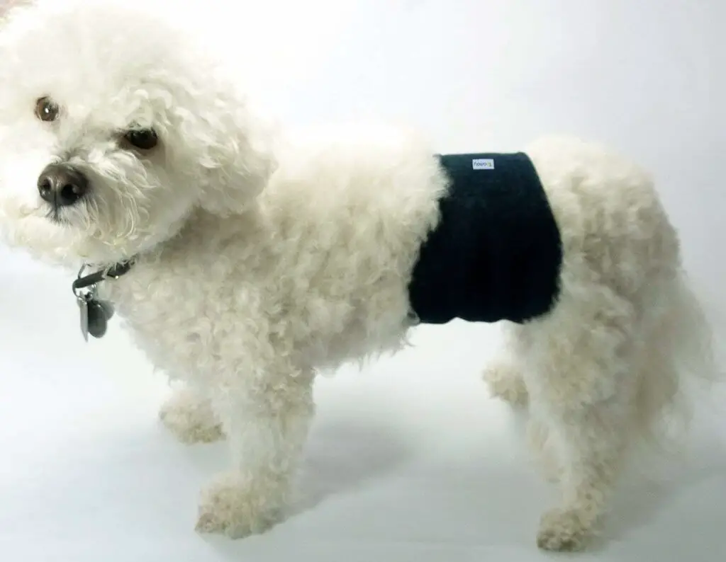 Pros and Cons of Belly Bands For Dogs