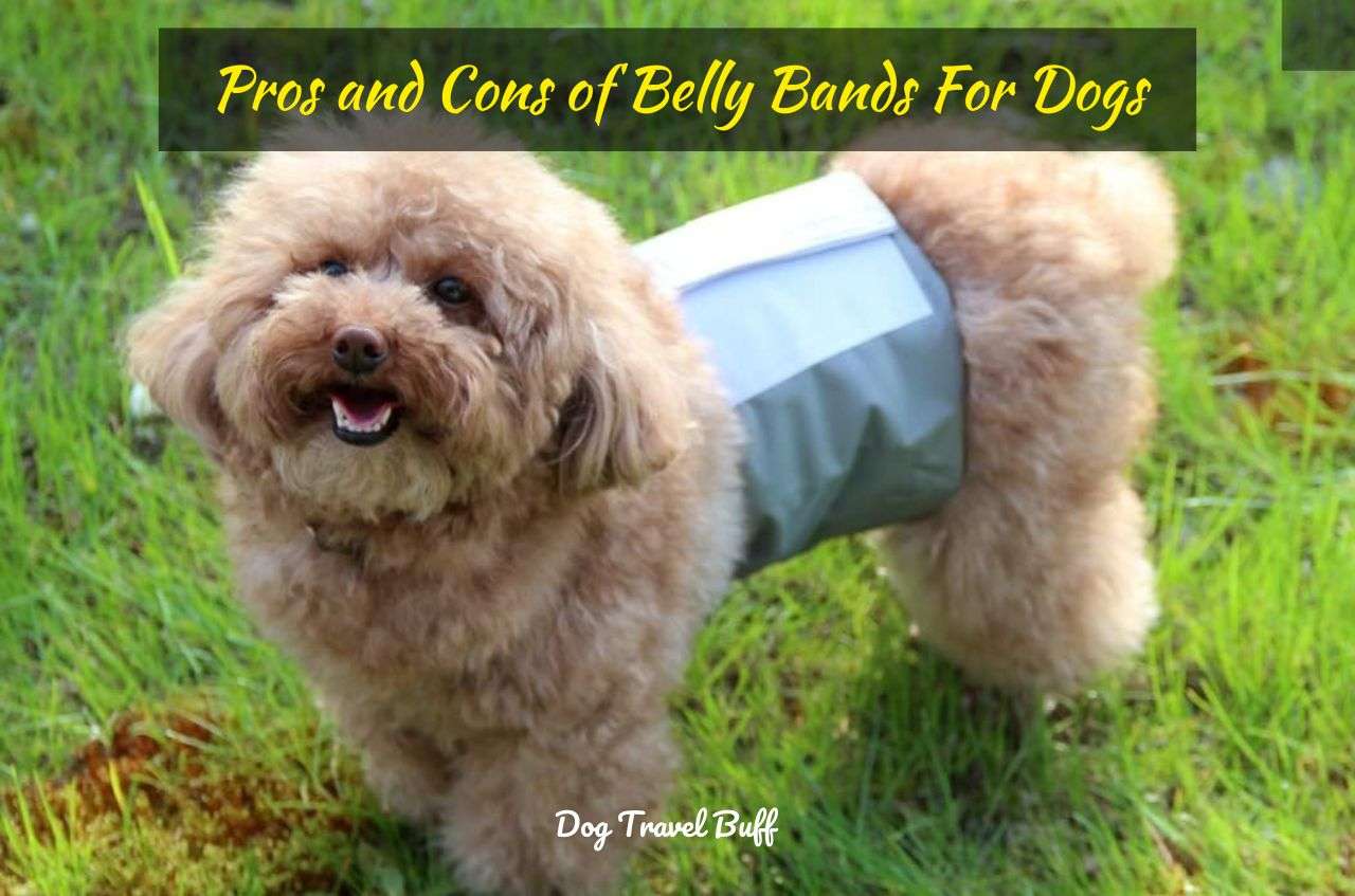 Pros and Cons of Belly Bands For Dogs