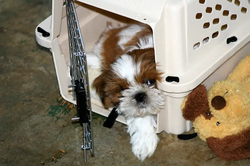 Dog Sleeps In Crate With Door Open