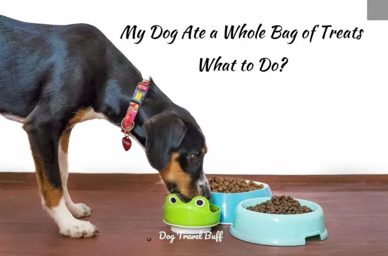 My Dog Ate a Whole Bag of Treats: What Happens? What to Do?