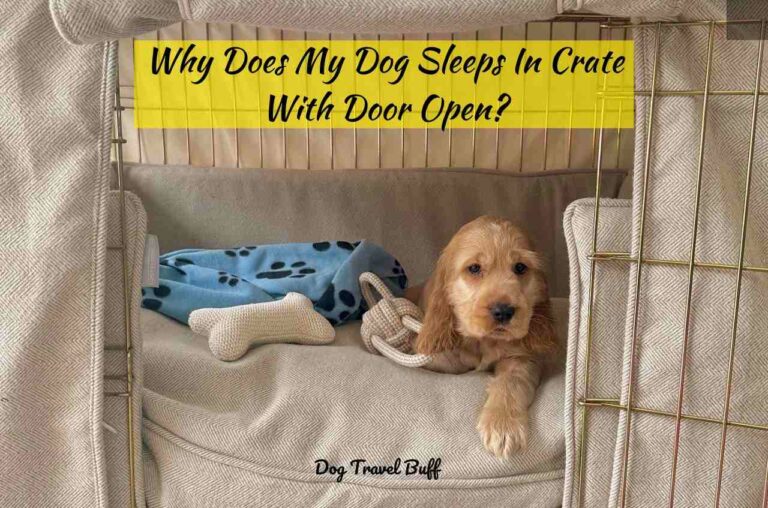 Why Does My Dog Sleeps In Crate With Door Open: Is It Safe?