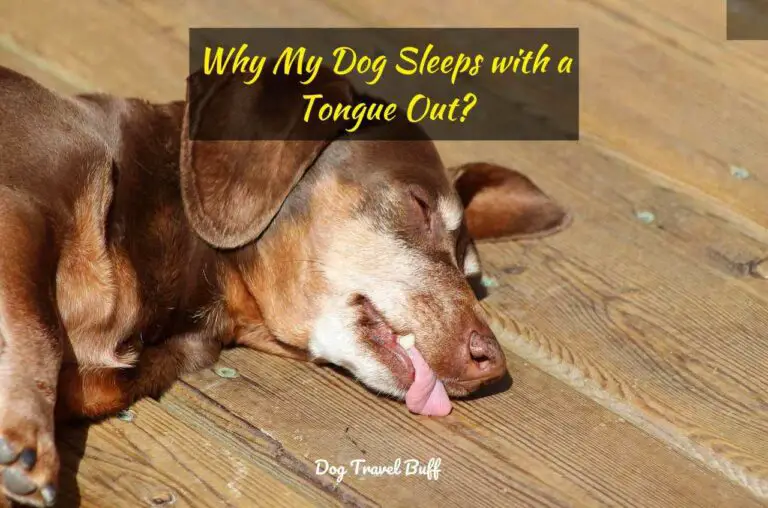 Discovering Why My Dog Sleeps with a Tongue Out