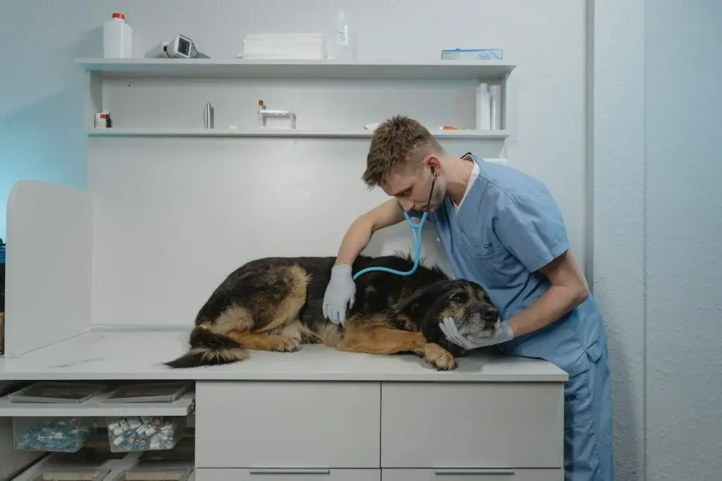 dog in vet