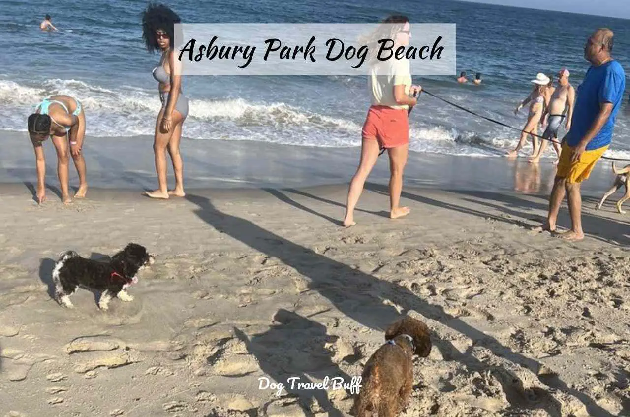Asbury Park Dog Beach