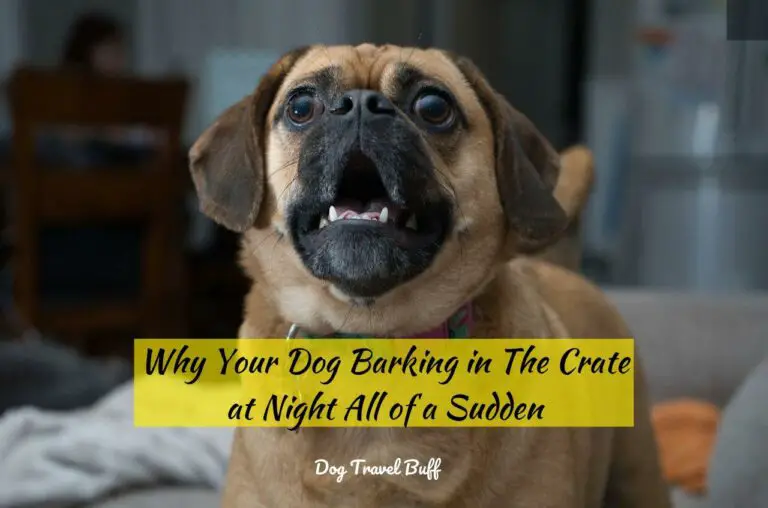 9 Reasons Why Dog Barking in The Crate at Night All of a Sudden
