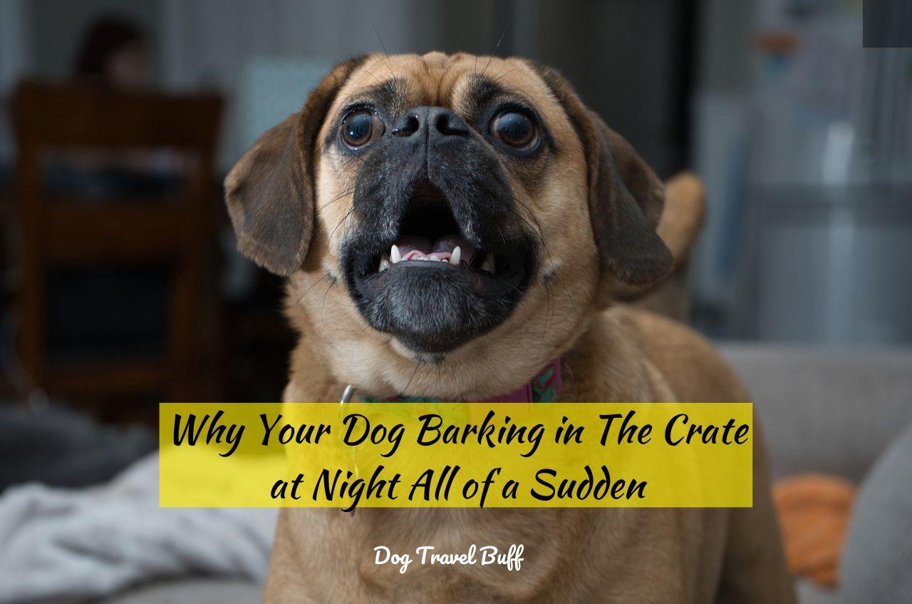 Why Your Dog Barking in The Crate at Night All of a Sudden