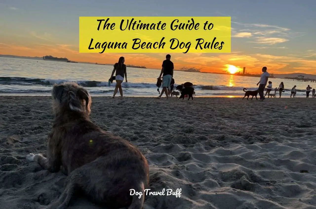 Laguna Beach dog rules