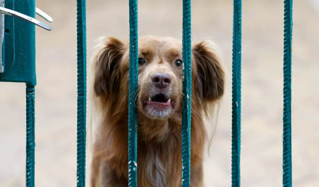 dog barks in crate at night