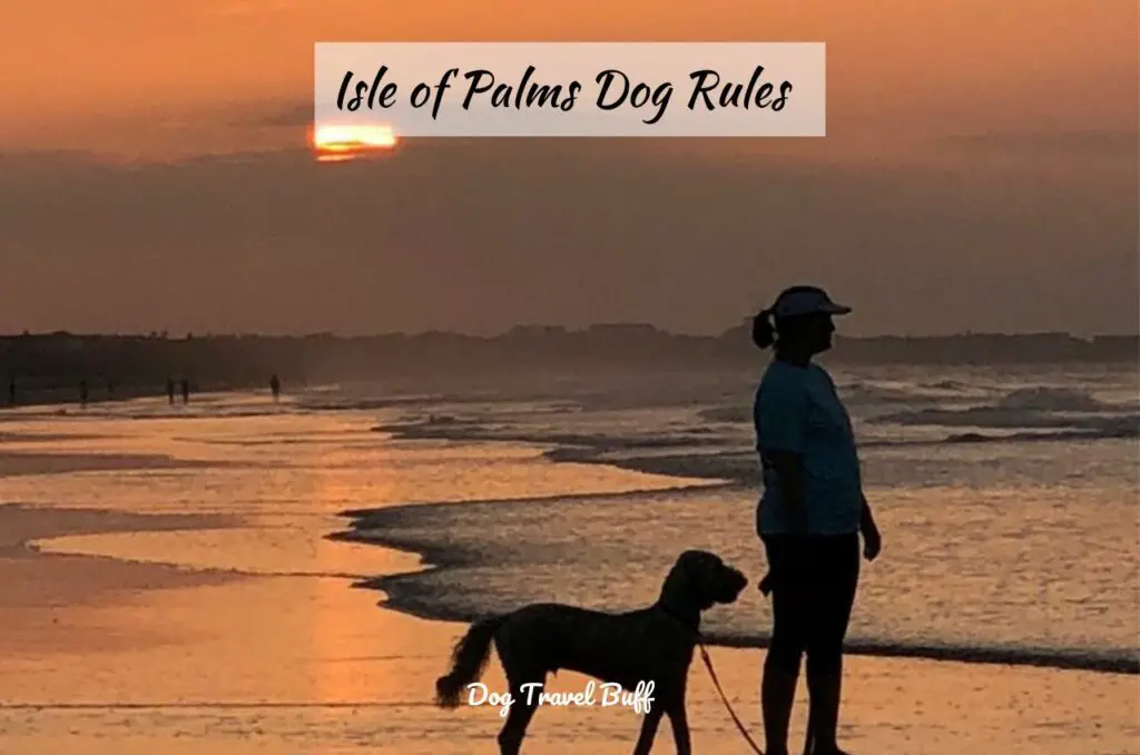 isle-of-palms-dog-rules-a-guide-to-pet-friendly-paradise