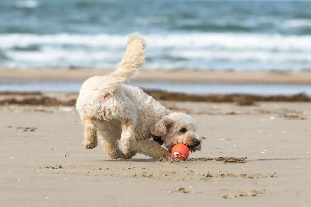 dog playing in Rehoboth Beach