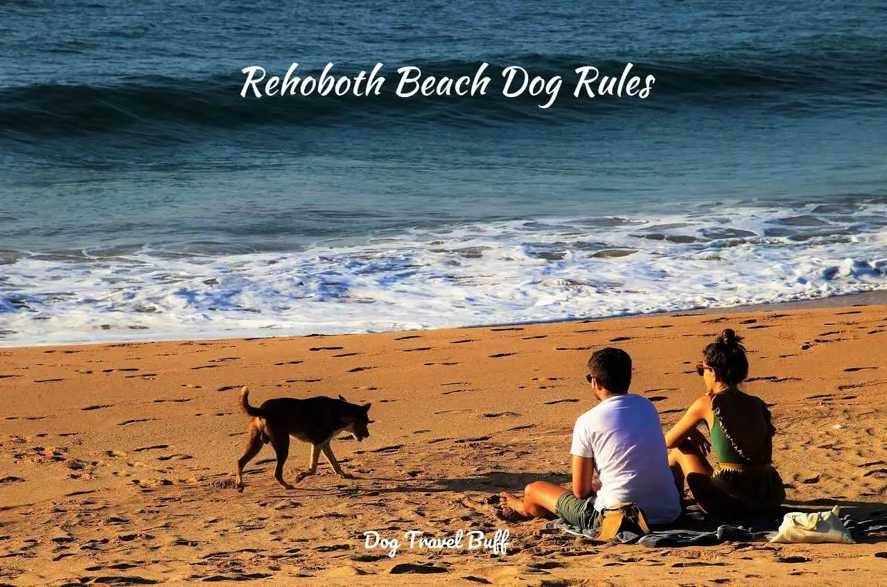 rehoboth beach dog rules