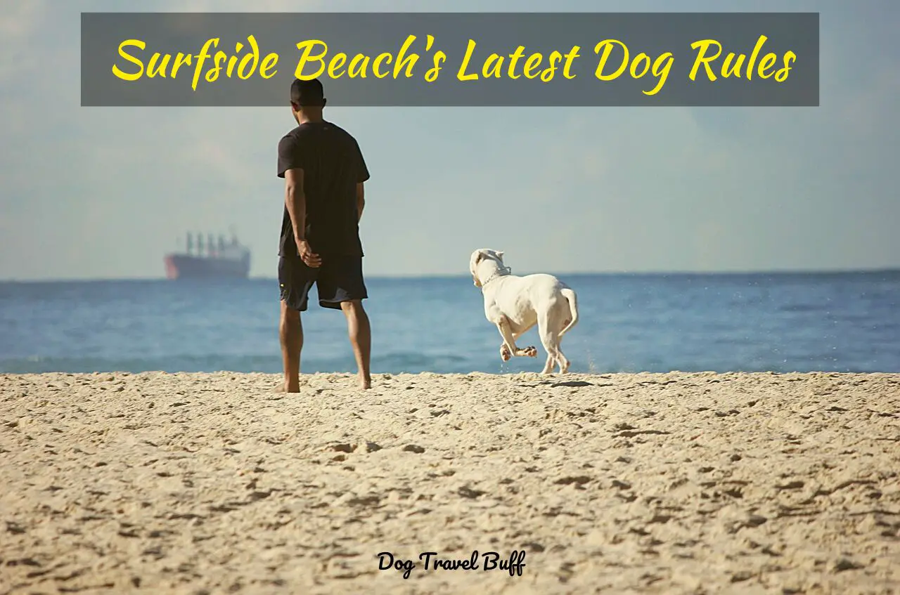 surfside beach dog rules