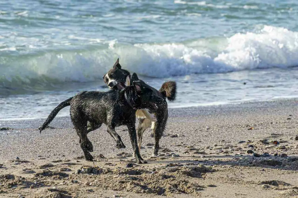 Surfside Beach's Latest Dog Rules